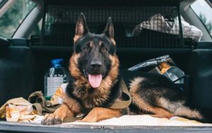 Przewożenie owczarka w samochodzie – jak to zrobić bezpiecznie i komfortowo?