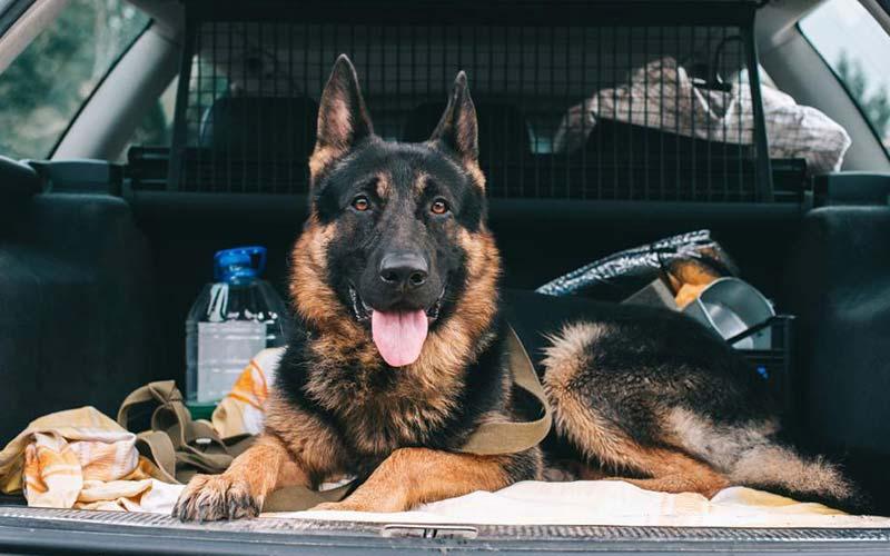 Przewożenie owczarka w samochodzie – jak to zrobić bezpiecznie i komfortowo?